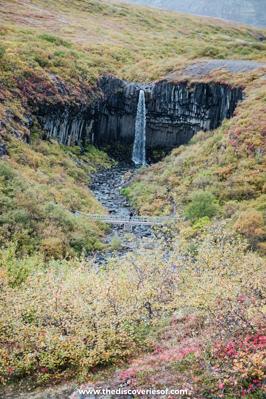 Svartifoss and its basalt amphitheatre seen from the path above, the gorge slopes red and gold with autumn heath
