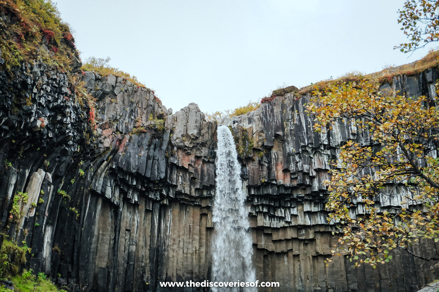 Svartifoss falling between black basalt columns with autumn birch and heather around the gorge