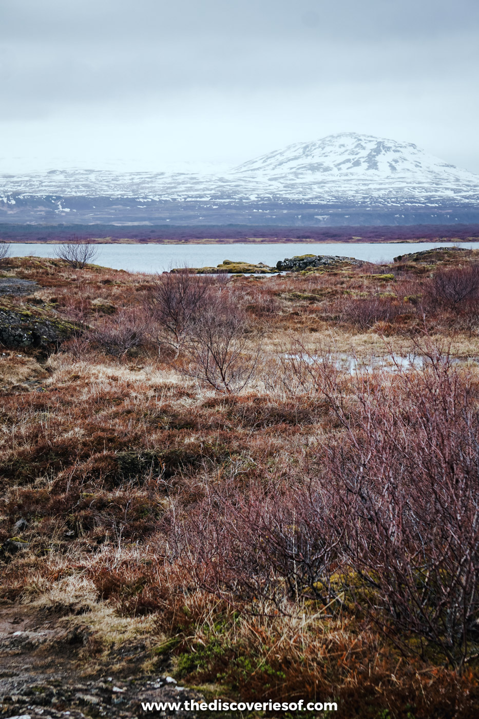 Brown heath and a lake inlet below snowy peaks at Þingvallavatn, Þingvellir National Park, in early May