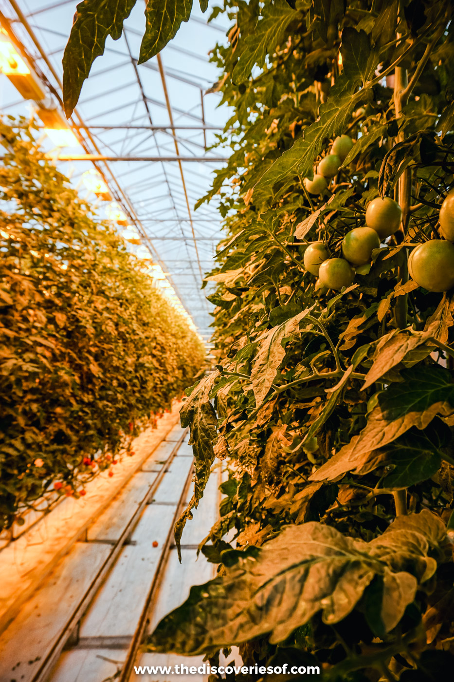 Tomato vines heavy with green tomatoes climbing towards the lit roof of the Friðheimar greenhouse