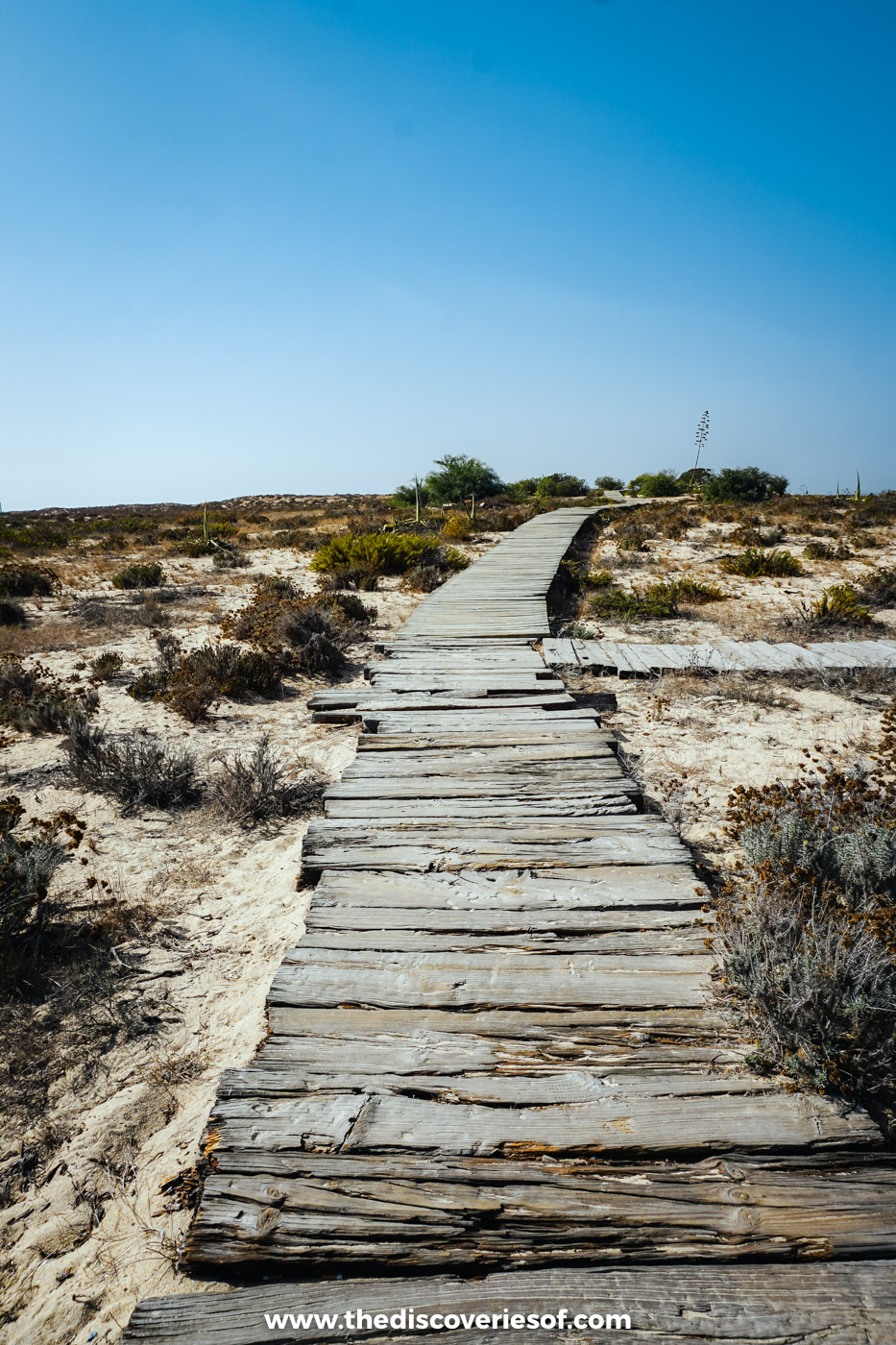 A weathered wooden boardwalk running through dune scrub towards the beach on Ilha Deserta under a blue sky