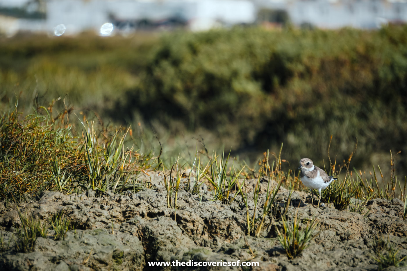 A small brown and white plover standing among grass shoots on the mud at the edge of the Ria Formosa lagoon