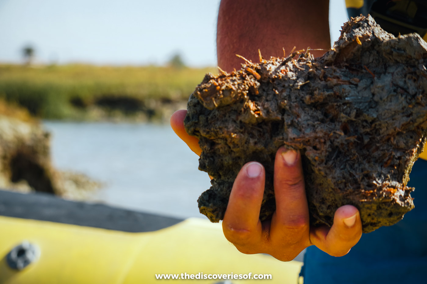 A hand holding up a rough cluster of oysters taken from the shallows, above the yellow side of a boat in the Ria Formosa