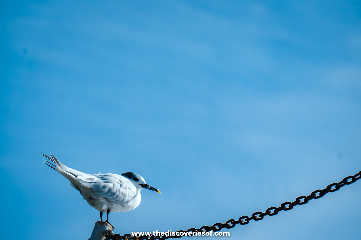 A sandwich tern with a shaggy black crest and yellow-tipped bill perched on a dark metal chain against a clear blue sky