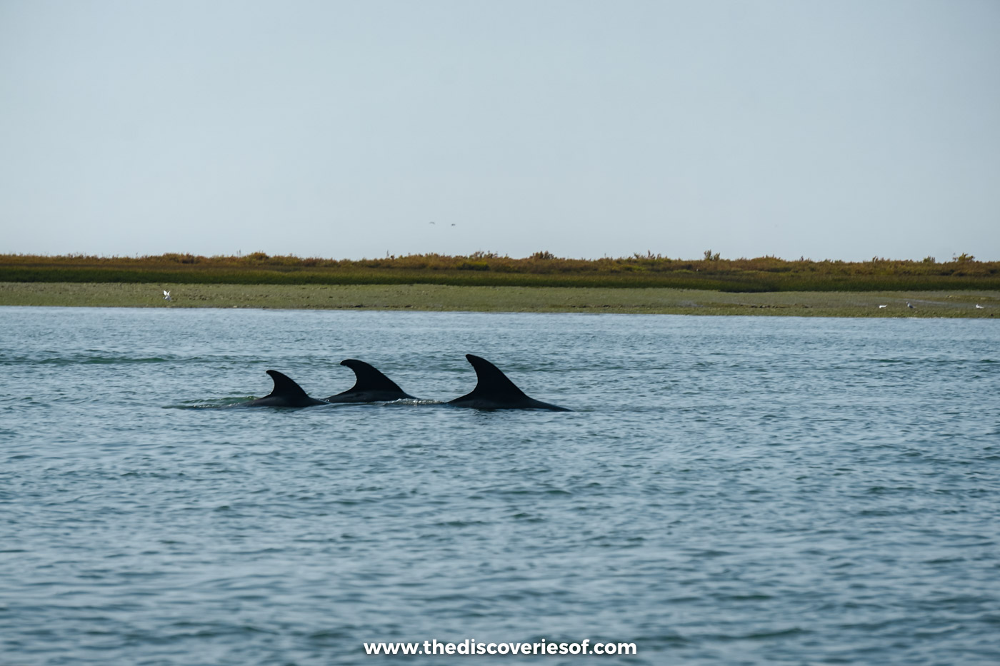Three dolphin fins breaking the surface of the Ria Formosa lagoon off Faro, with the salt marsh behind