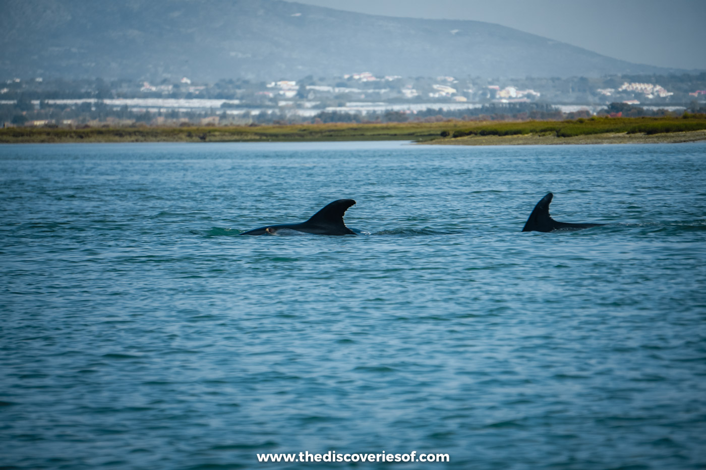 Two dolphin fins breaking the surface of the Ria Formosa lagoon, with the hills behind Faro in the distance