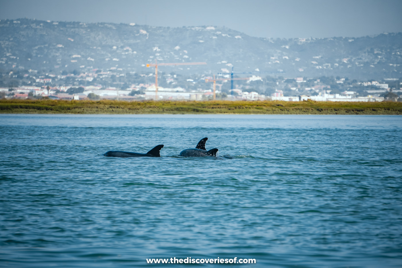 Dolphins surfacing in the blue water of the Ria Formosa lagoon, with a strip of salt marsh and the hills behind Faro beyond