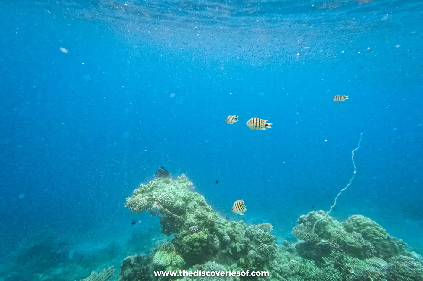 Small striped fish swimming above a coral head in blue water between El Nido and Coron