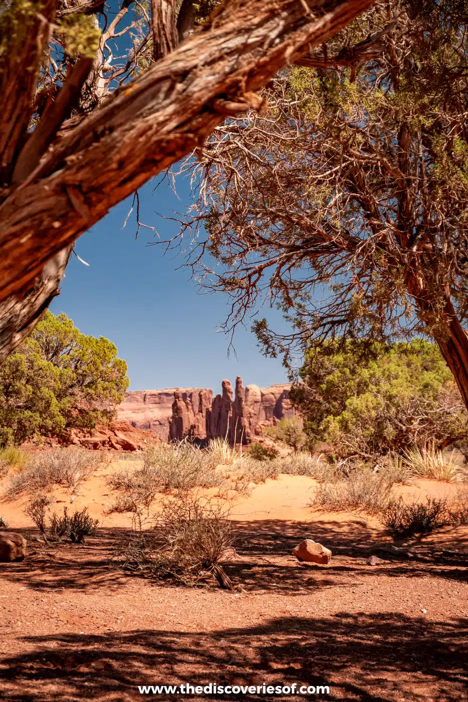 Juniper branches framing red rock formations along the Valley Drive in Monument Valley