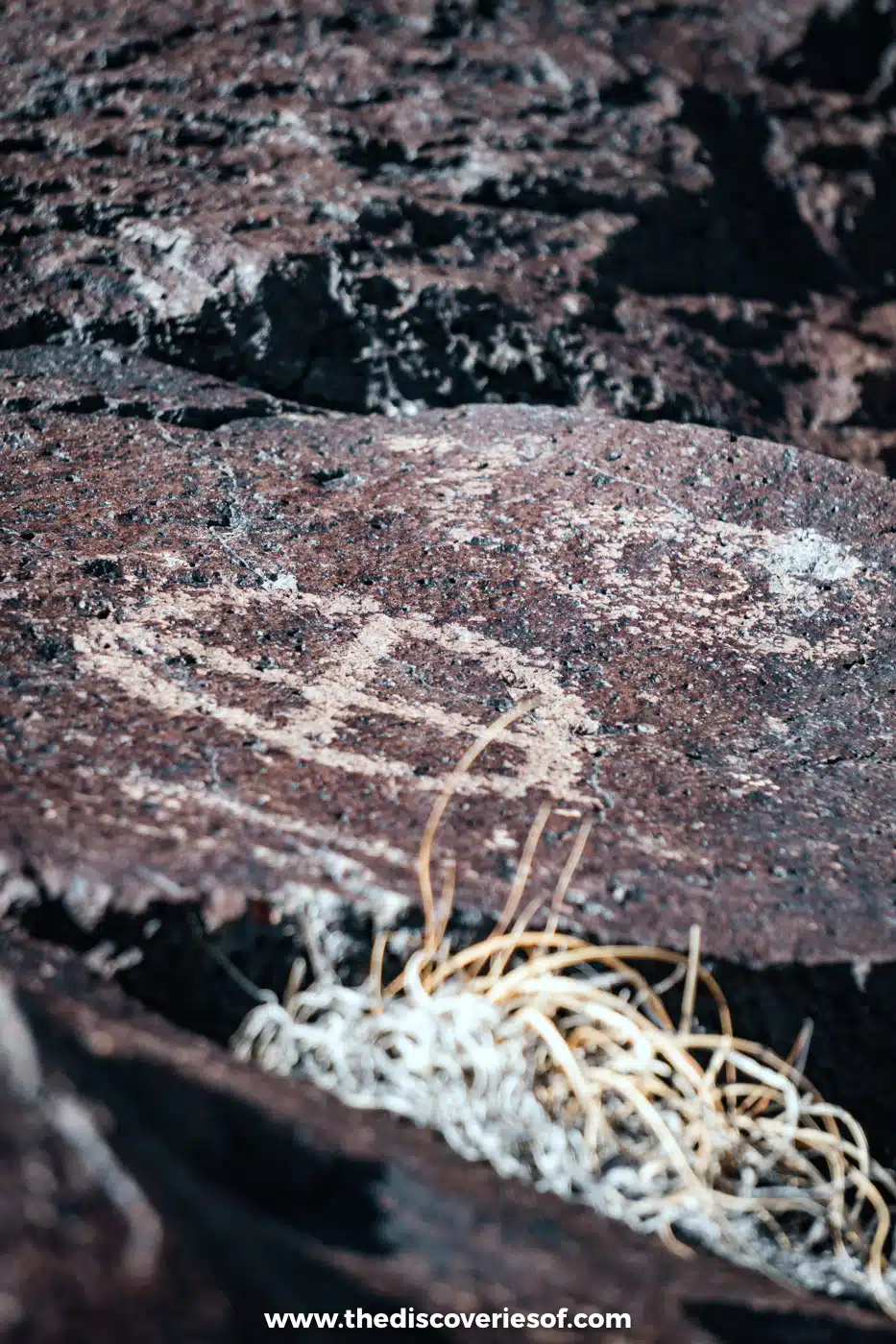 Round, face-like petroglyph pecked into a dark basalt boulder above dry grass in Rinconada Canyon, Petroglyph National Monument