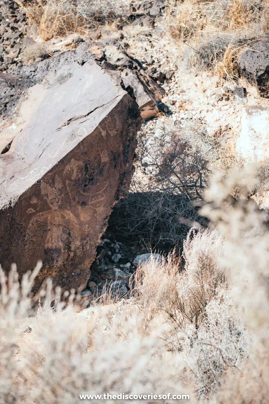 Basalt boulder with faint carvings half hidden among dry desert grasses beside the Rinconada Canyon Trail, Albuquerque