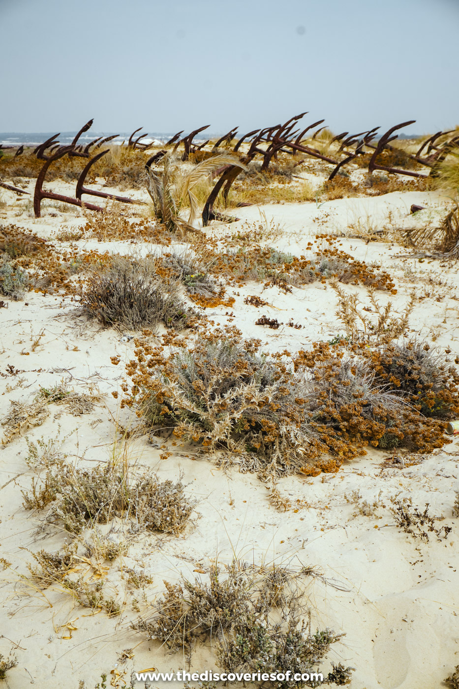 Rows of rusting anchors poking out of the dunes and dry scrub at the anchor cemetery on Praia do Barril