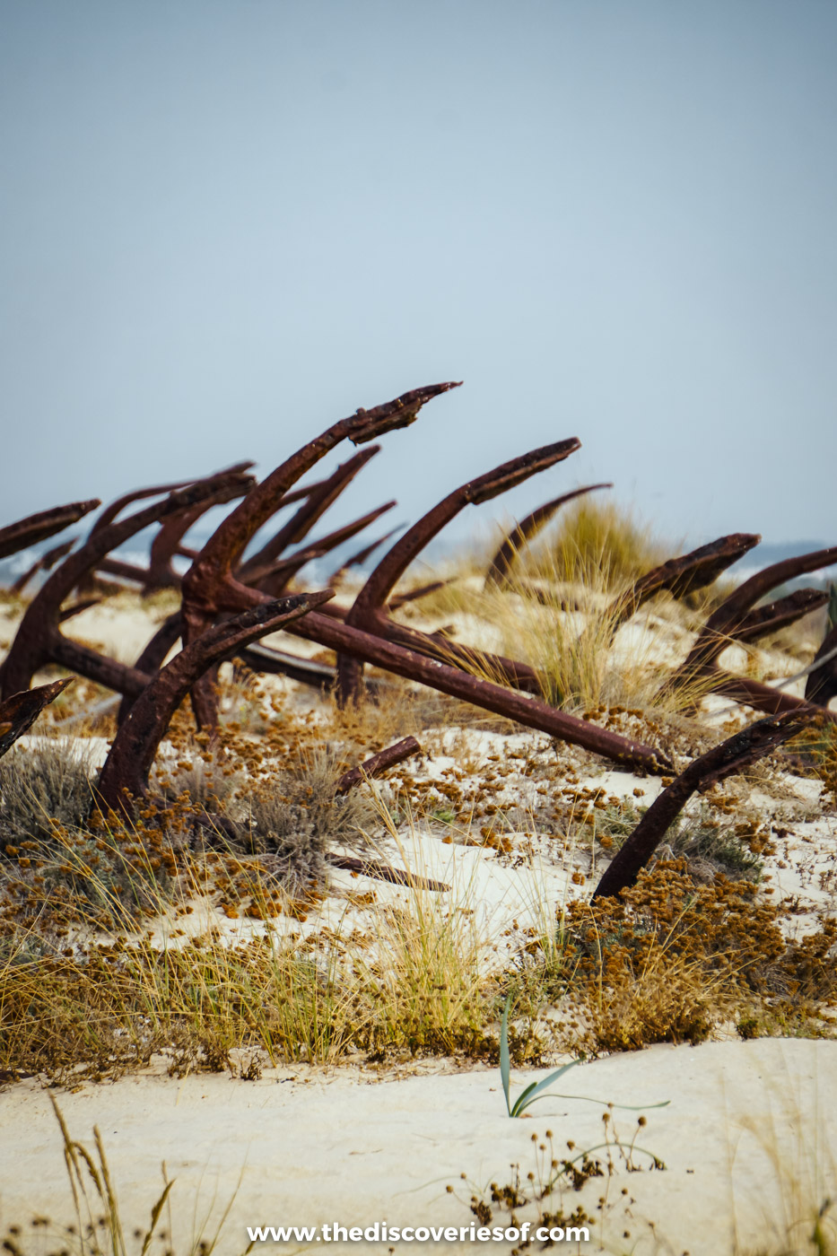 Rows of rusting tuna-fishing anchors half buried among the dune grasses at the anchor cemetery on Praia do Barril near Tavira
