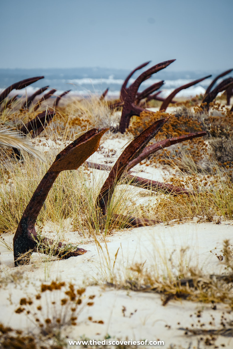 Rusting anchors leaning in the dune grasses at Praia do Barril, with waves breaking on the beach behind them