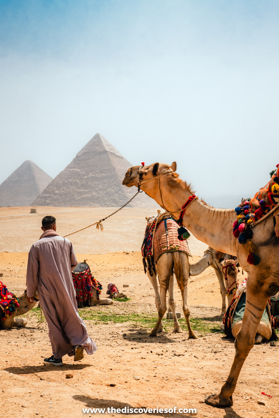 Camels resting with their saddles in the sand below two of the pyramids of Giza, with a handler walking past
