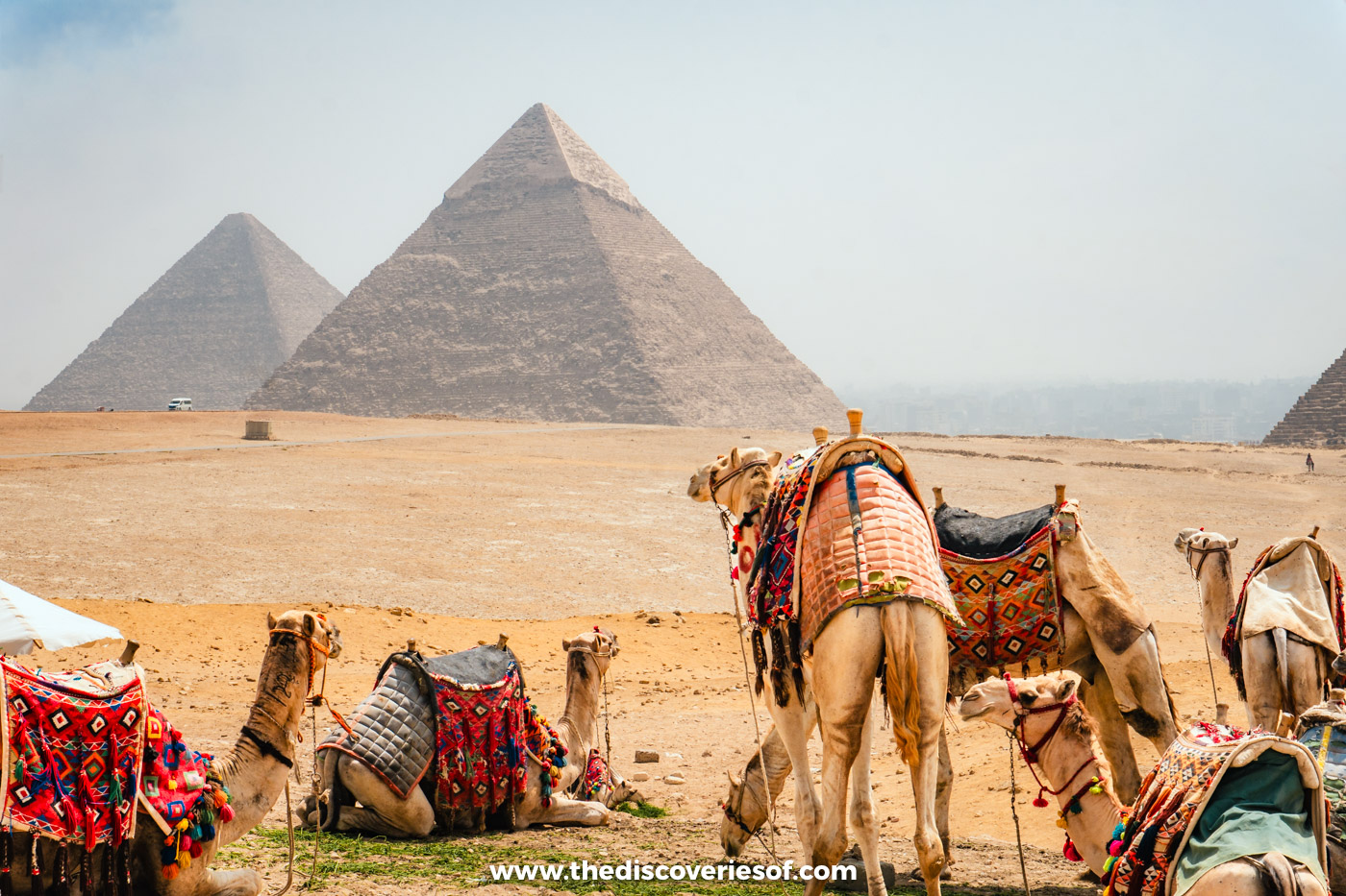 Saddled camels resting on the sand in front of the pyramids of Khufu and Khafre on the Giza plateau