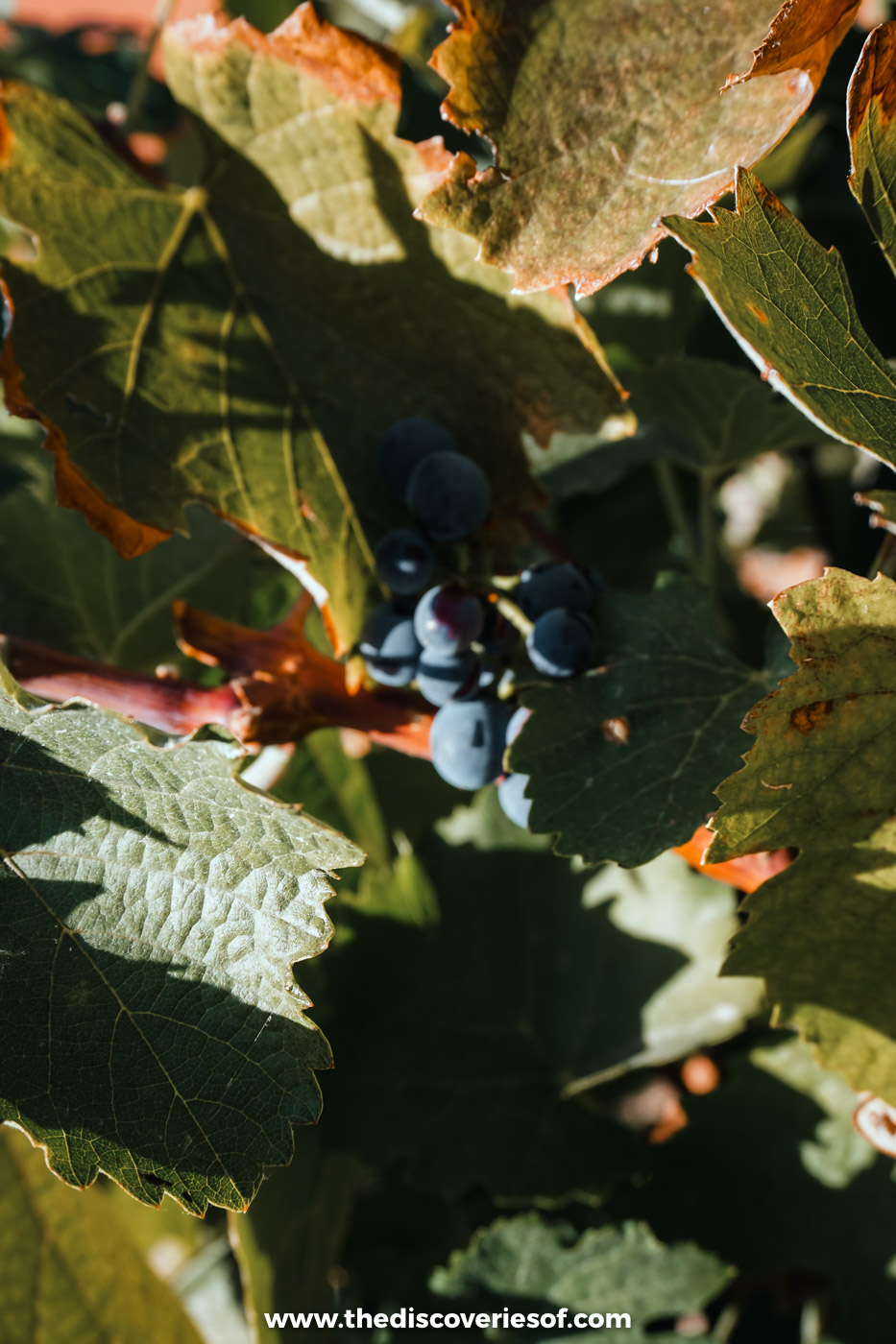 Dark bunches of ripe grapes hanging among green vine leaves at Quinta do Bomfim in the Douro Valley