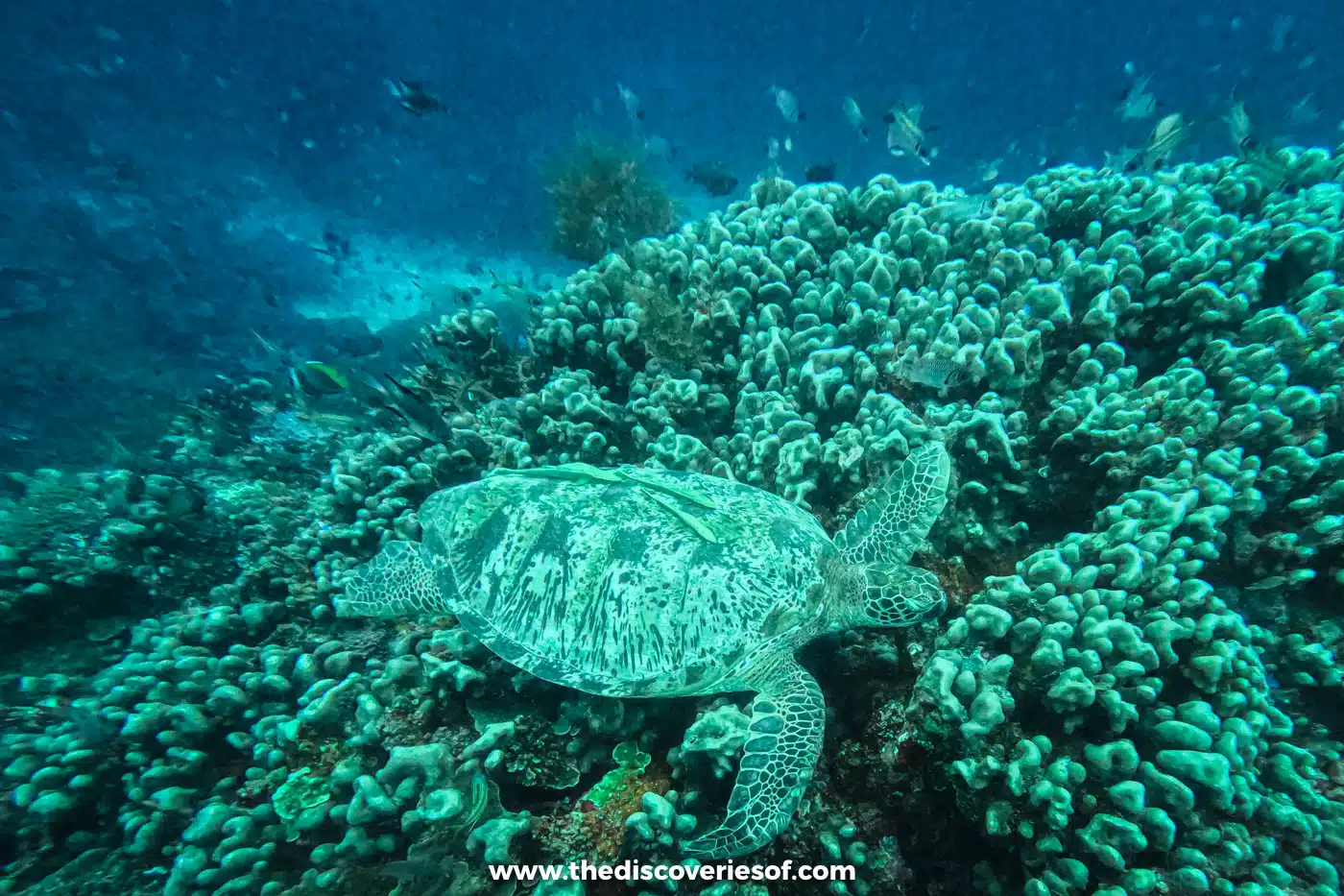 Sea turtle resting on a mound of pale finger coral while small reef fish swim in the blue water above it