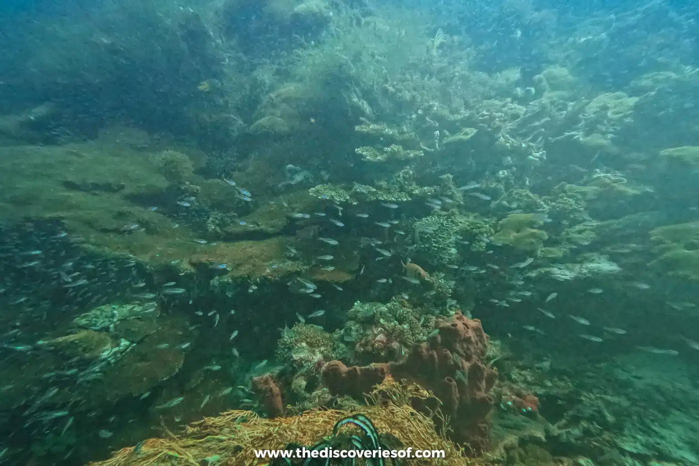 Murky green reef scene with shoals of small fish, orange sponges and hard corals, a diver's hose just in frame