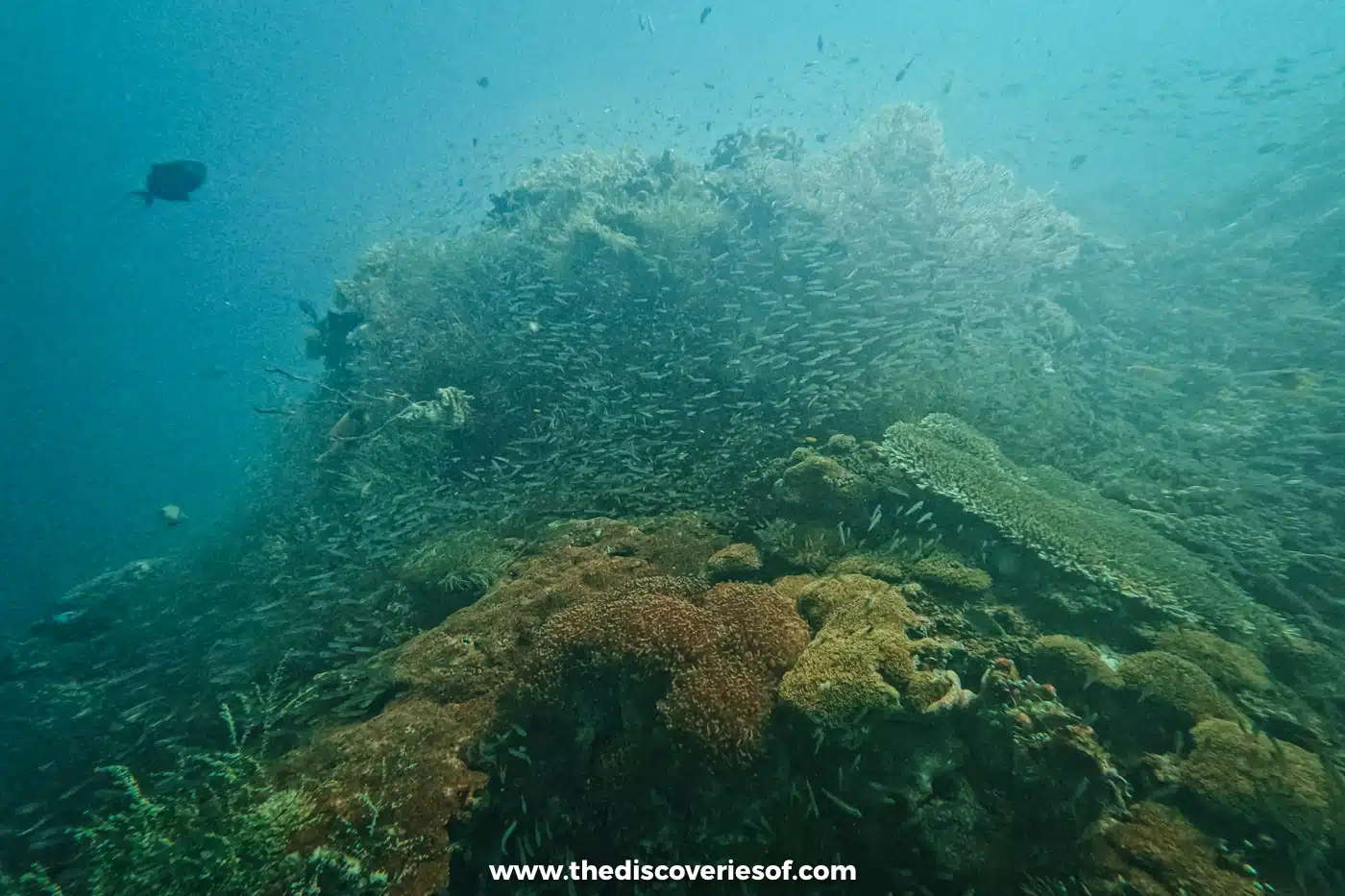 Coral bommie covered in hard corals and wrapped in a huge school of baitfish, with larger reef fish nearby
