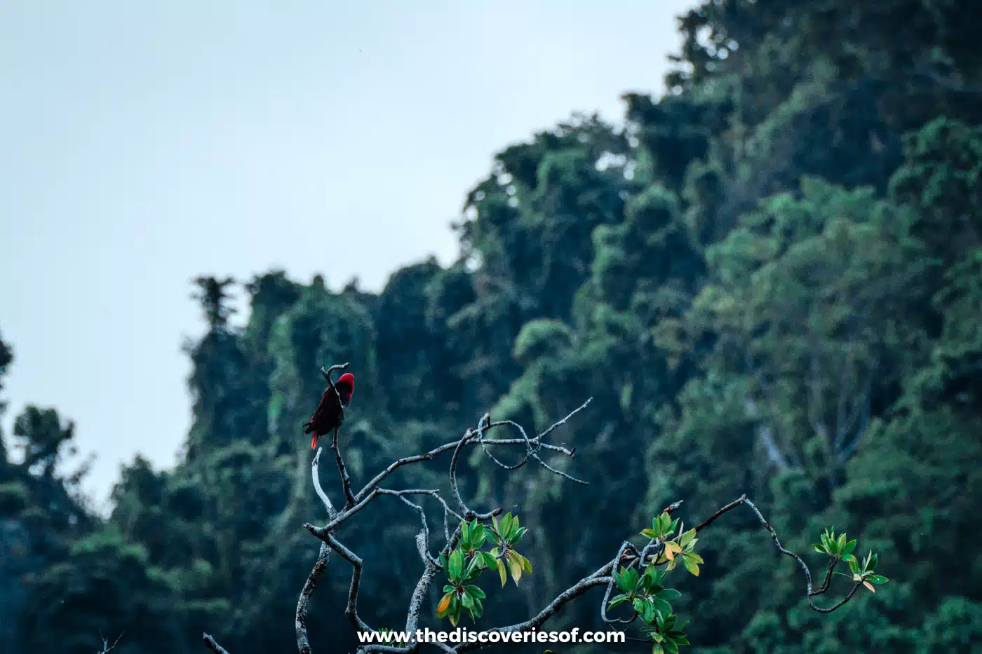 Bright red parrot perched on a bare branch in front of a steep, jungle-covered hillside in Raja Ampat