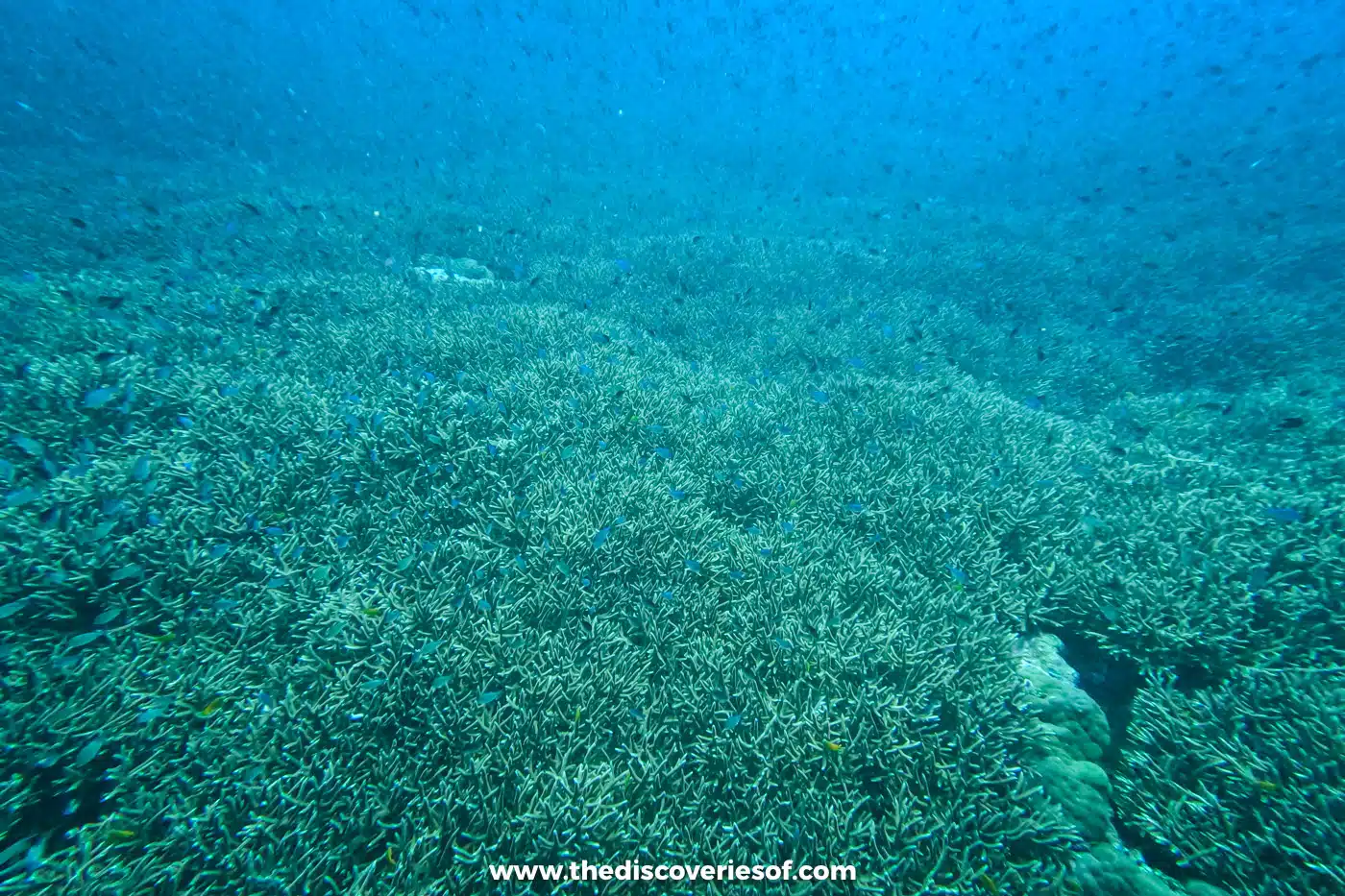 Vast field of branching staghorn coral stretching into the blue, with clouds of tiny damselfish above