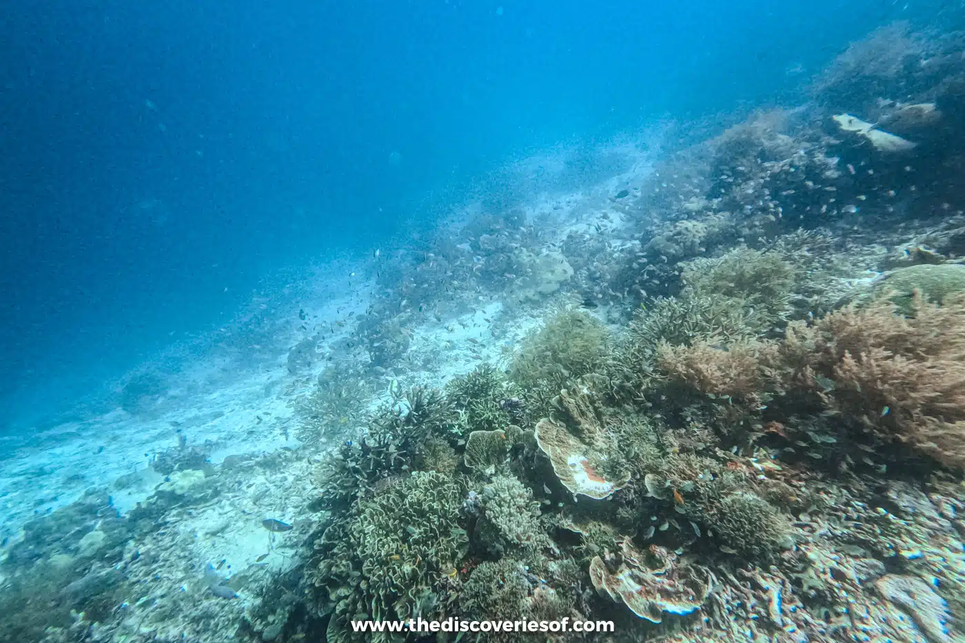 Sloping reef of hard and soft corals with small reef fish fading into deep blue water at Melissa's Garden, Raja Ampat