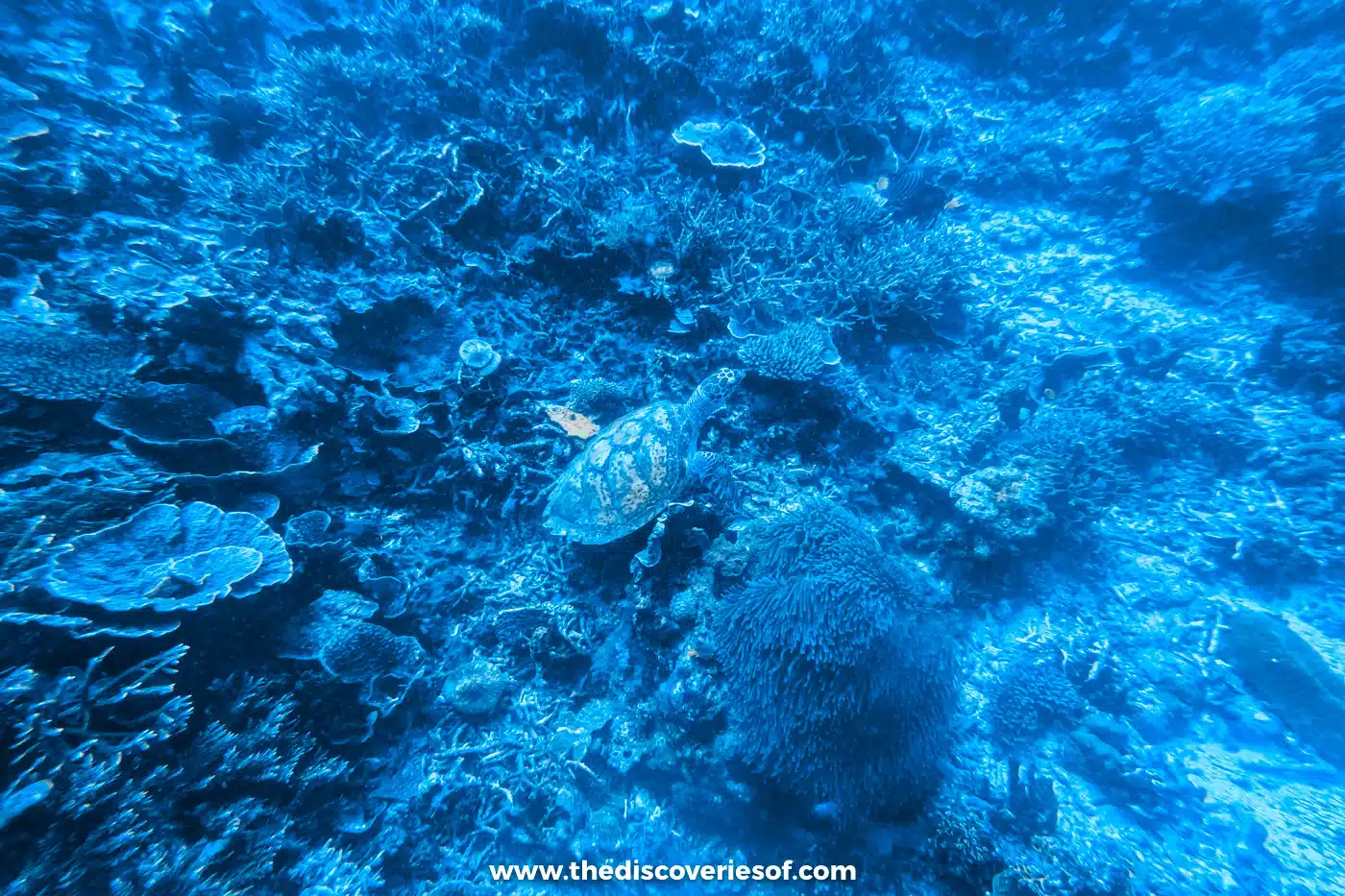 Wide view of a sea turtle crossing a coral reef dotted with plate corals and anemones in blue water