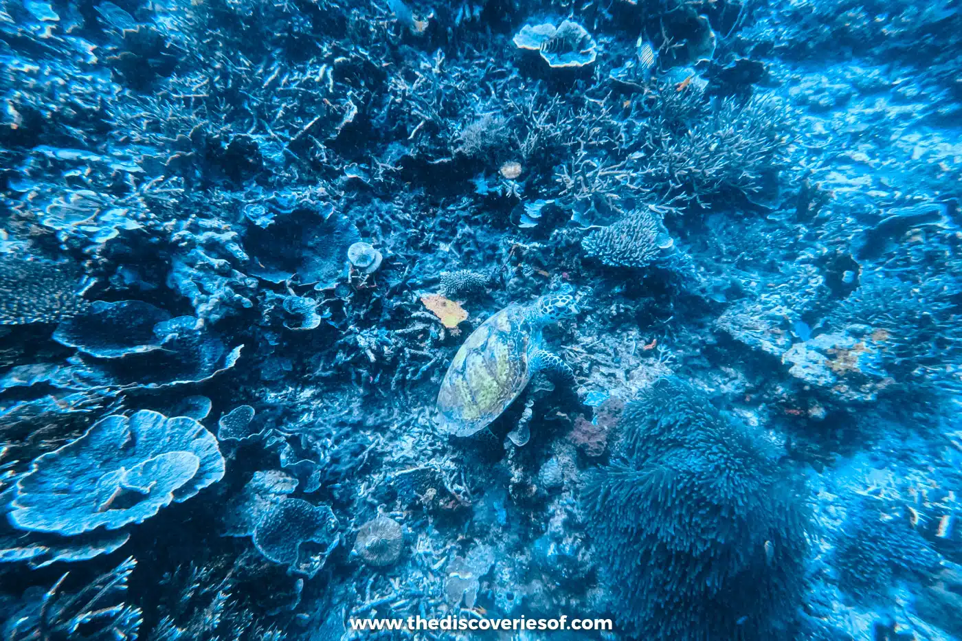 Sea turtle swimming low over a reef of plate and branching coral in clear blue water in Raja Ampat