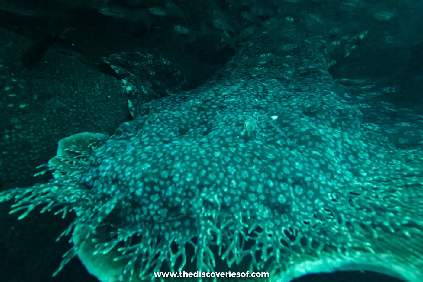 Close-up of a tasselled wobbegong shark lying flat on the reef, its fringed beard and mottled pattern clear