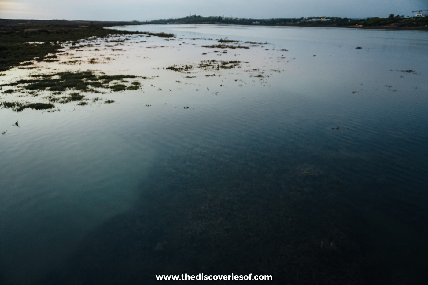 Clumps of green marsh plants breaking the surface of the calm, shallow Ria Formosa lagoon near Quinta do Lago at dusk
