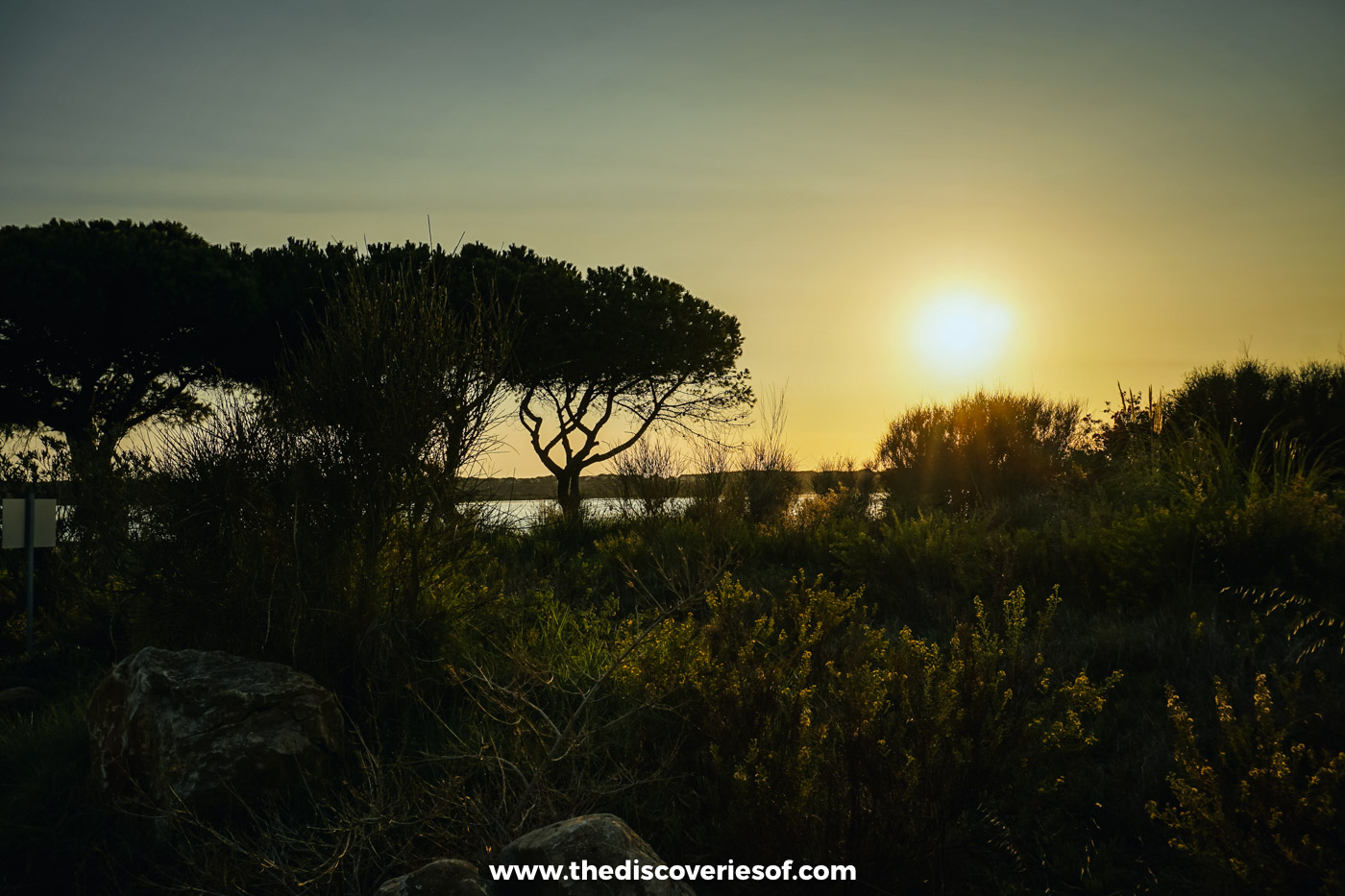 Umbrella pines and scrub silhouetted against the low evening sun, with a glimpse of the lagoon beyond, near Quinta do Lago