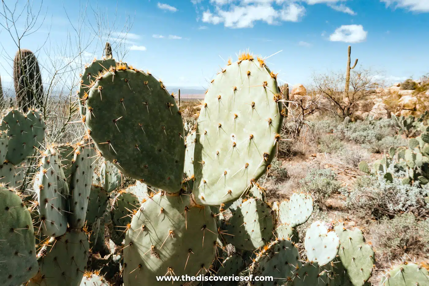 Prickly pear cacti and desert scrub under a blue sky at the Arizona-Sonora Desert Museum in Tucson