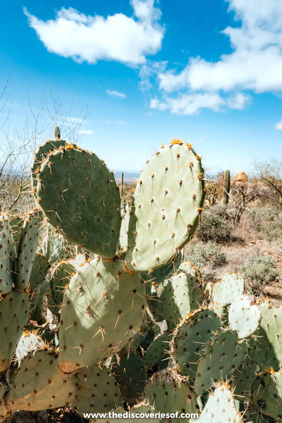 Close-up of prickly pear cactus pads in winter sunshine at the Arizona-Sonora Desert Museum, Tucson