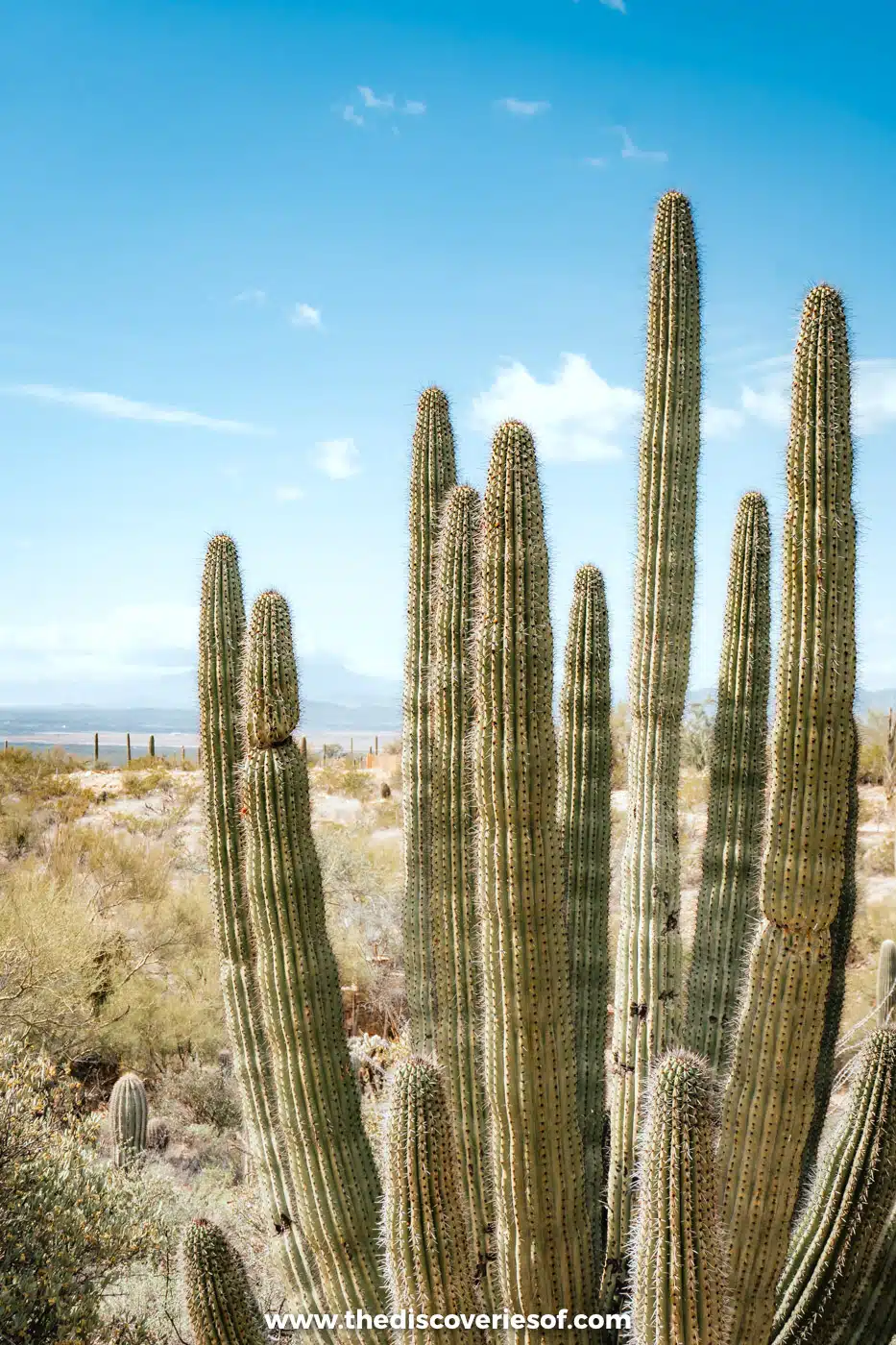 Clusters of tall organ pipe cacti in the gardens of the Arizona-Sonora Desert Museum, Tucson