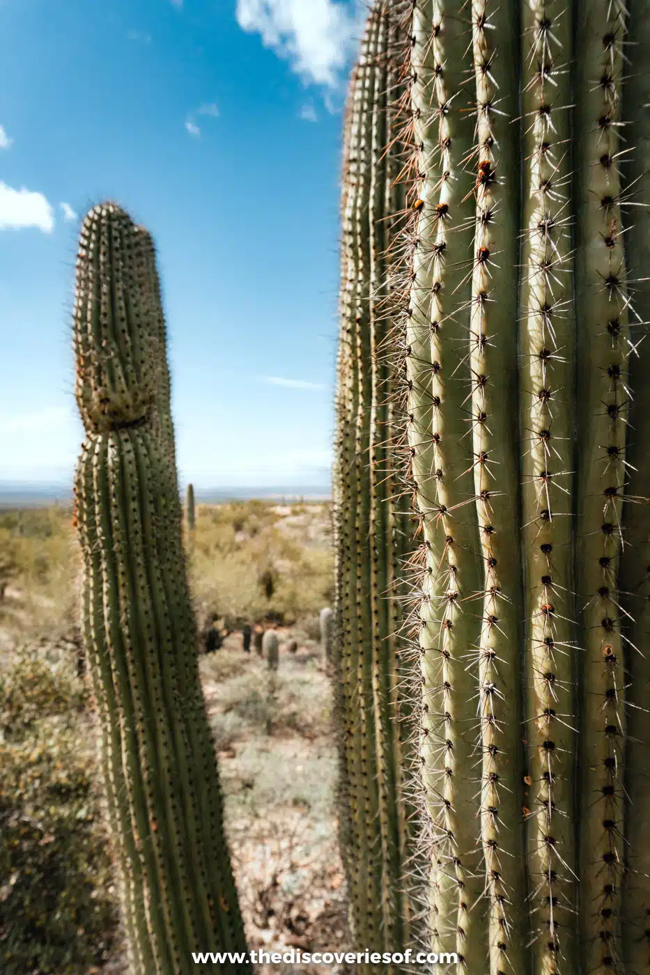 Tall columnar cacti rising against a blue sky at the Arizona-Sonora Desert Museum near Tucson