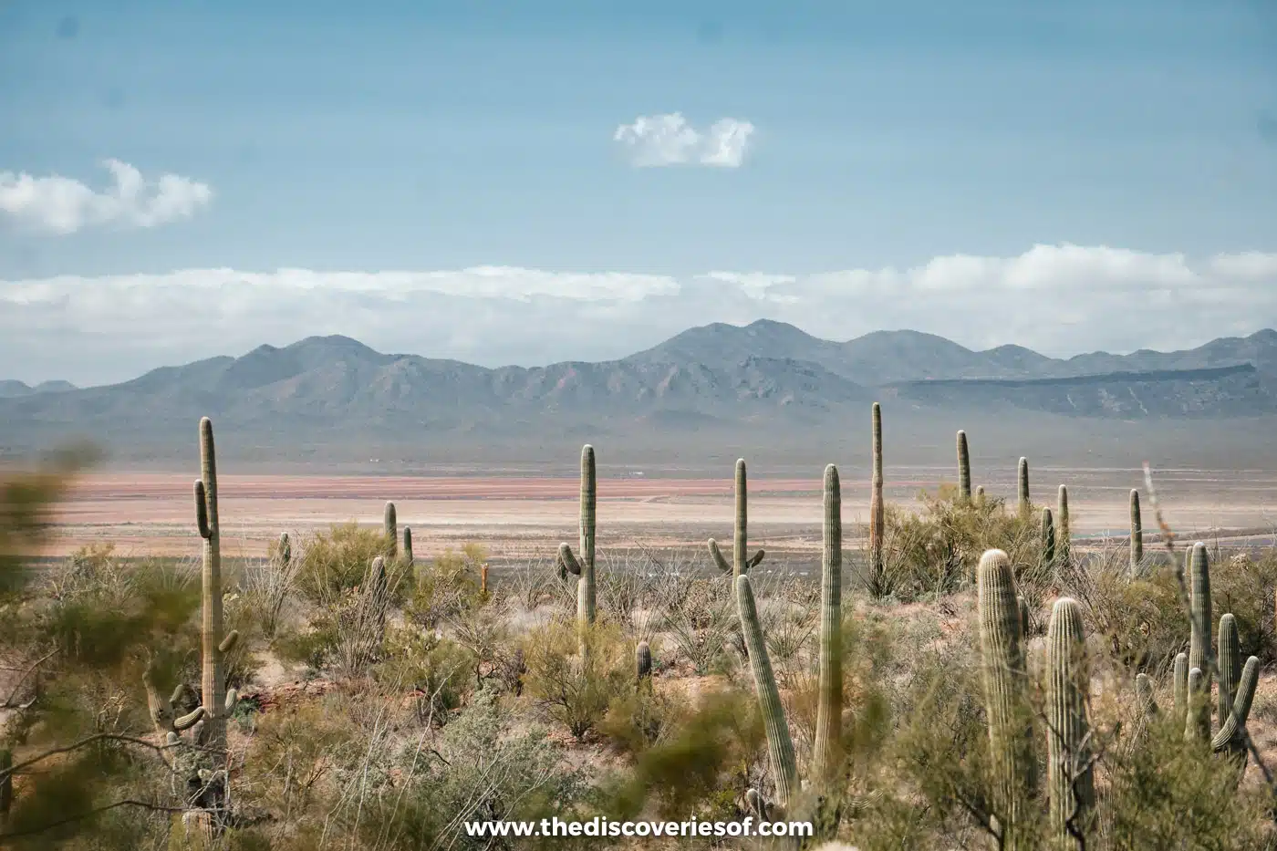 Tall saguaro cacti and desert scrub with distant mountain ranges at the Arizona-Sonora Desert Museum, Tucson