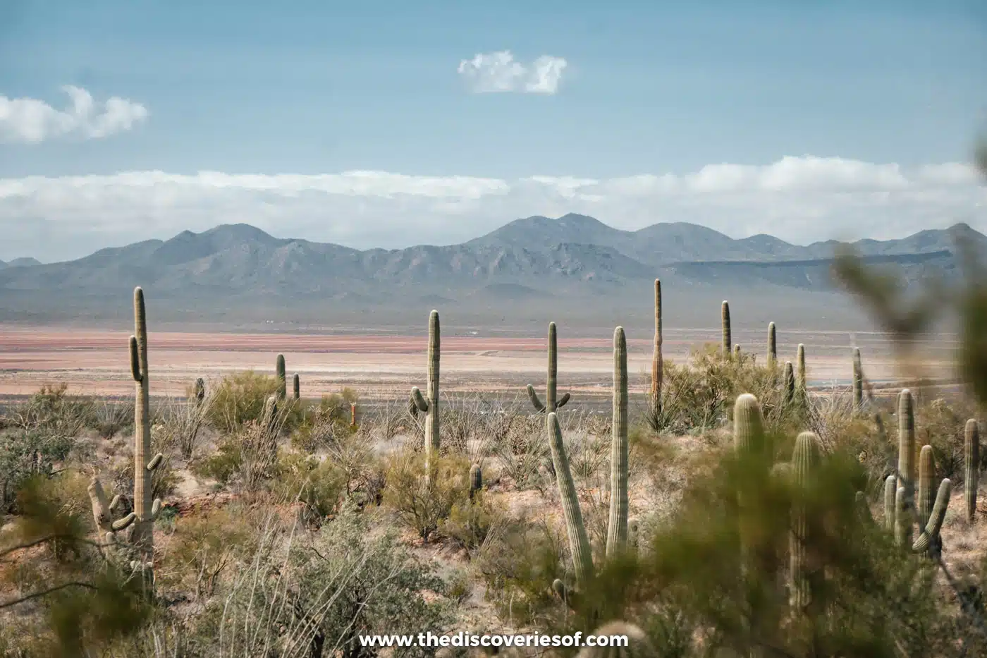 Saguaro cacti and desert scrub with a wide valley and distant mountains from the Arizona-Sonora Desert Museum