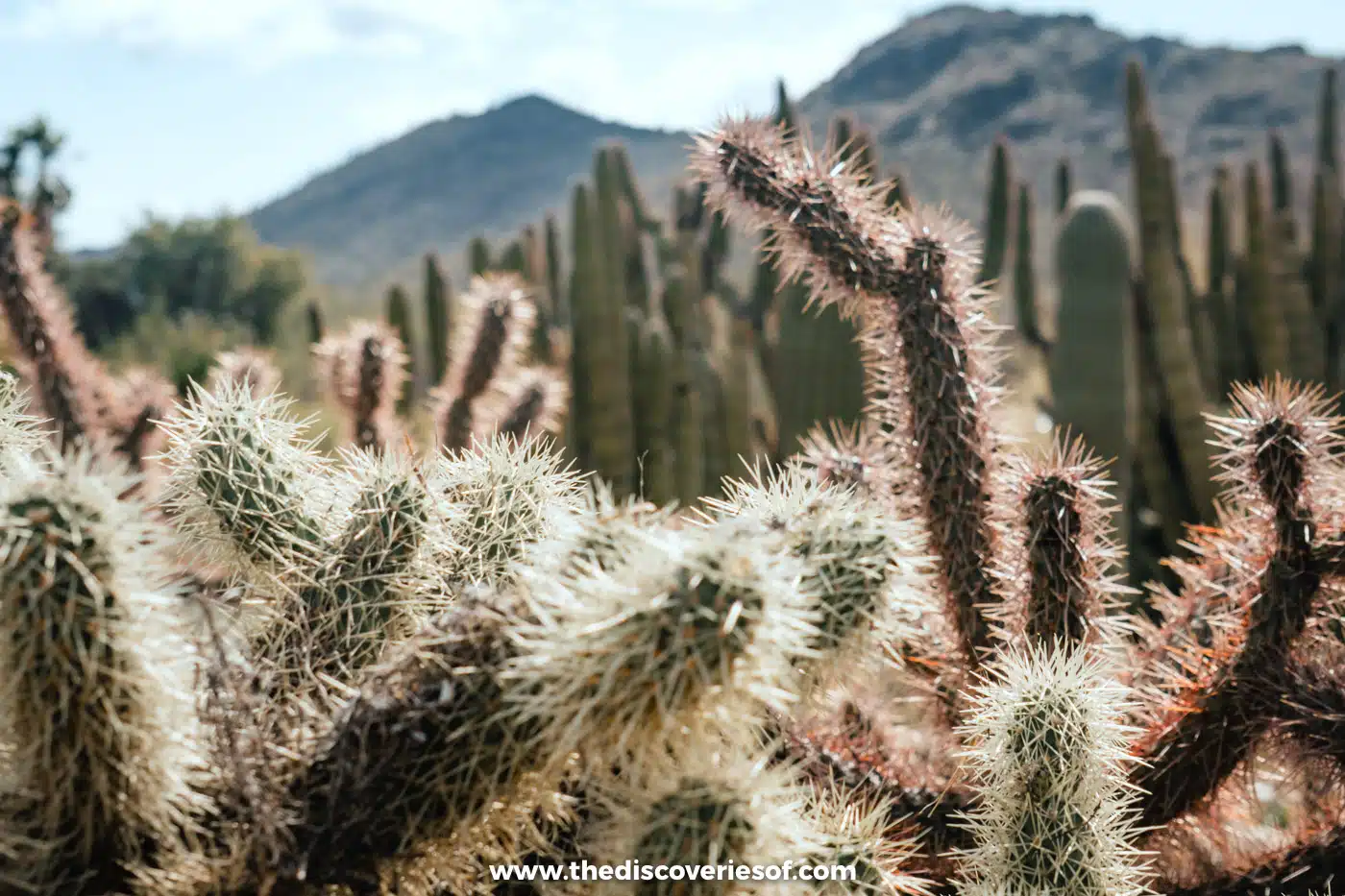 Spiny cholla cacti with rocky Tucson Mountains behind at the Arizona-Sonora Desert Museum