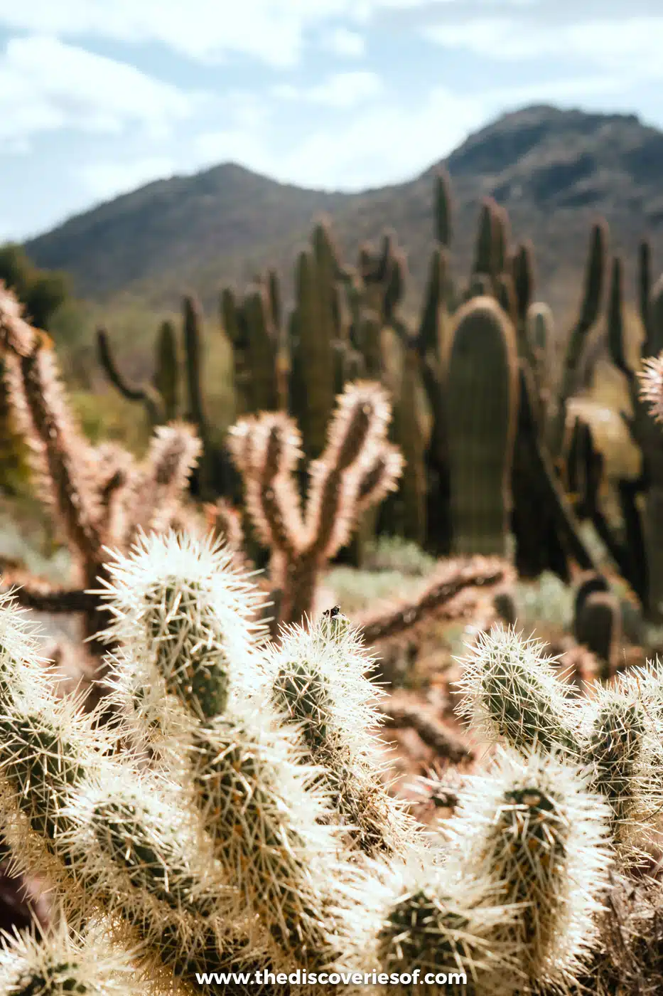 Backlit cholla cacti and mountains along the paths of the Arizona-Sonora Desert Museum, Arizona