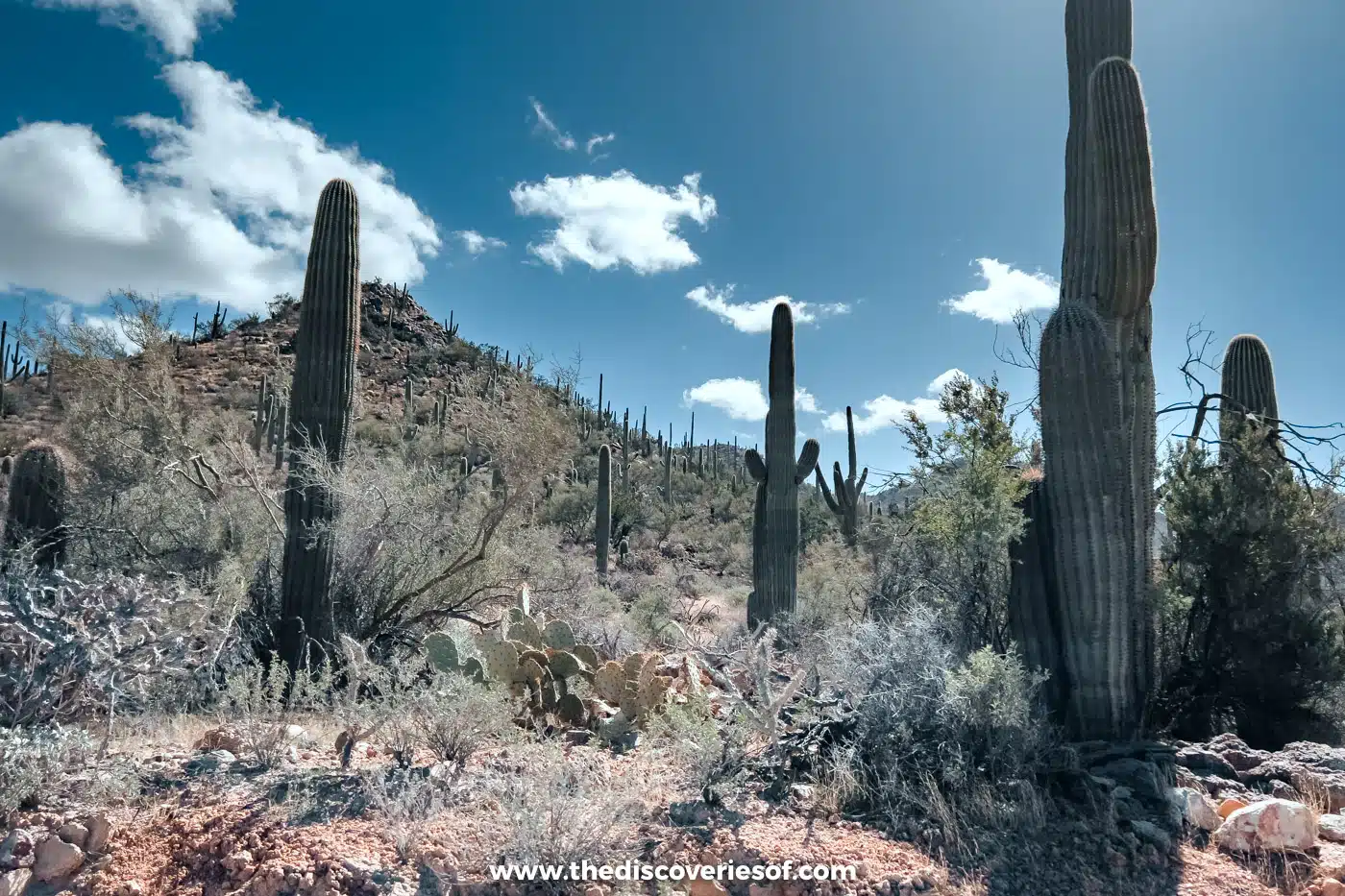 Saguaro cacti covering a rocky hillside under a blue sky on the west side of Tucson