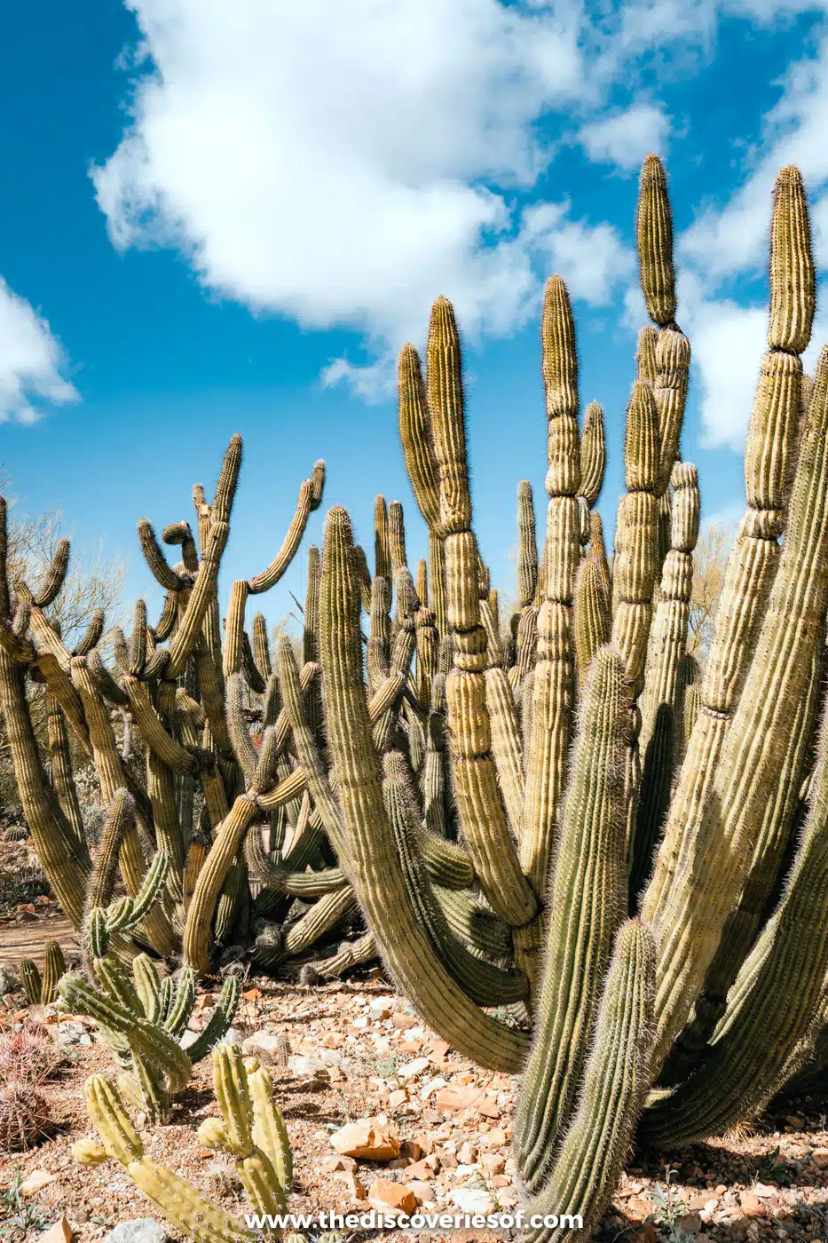 Clusters of organ pipe cacti against a blue sky in the gardens of the Arizona-Sonora Desert Museum
