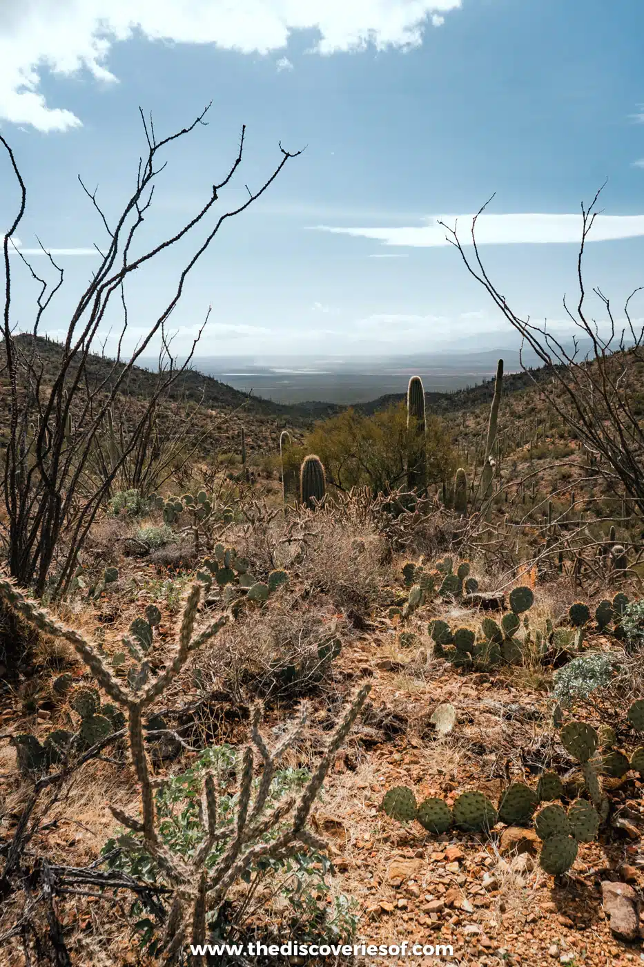 Cholla, prickly pear and saguaro cacti along the King Canyon trail in Saguaro National Park West