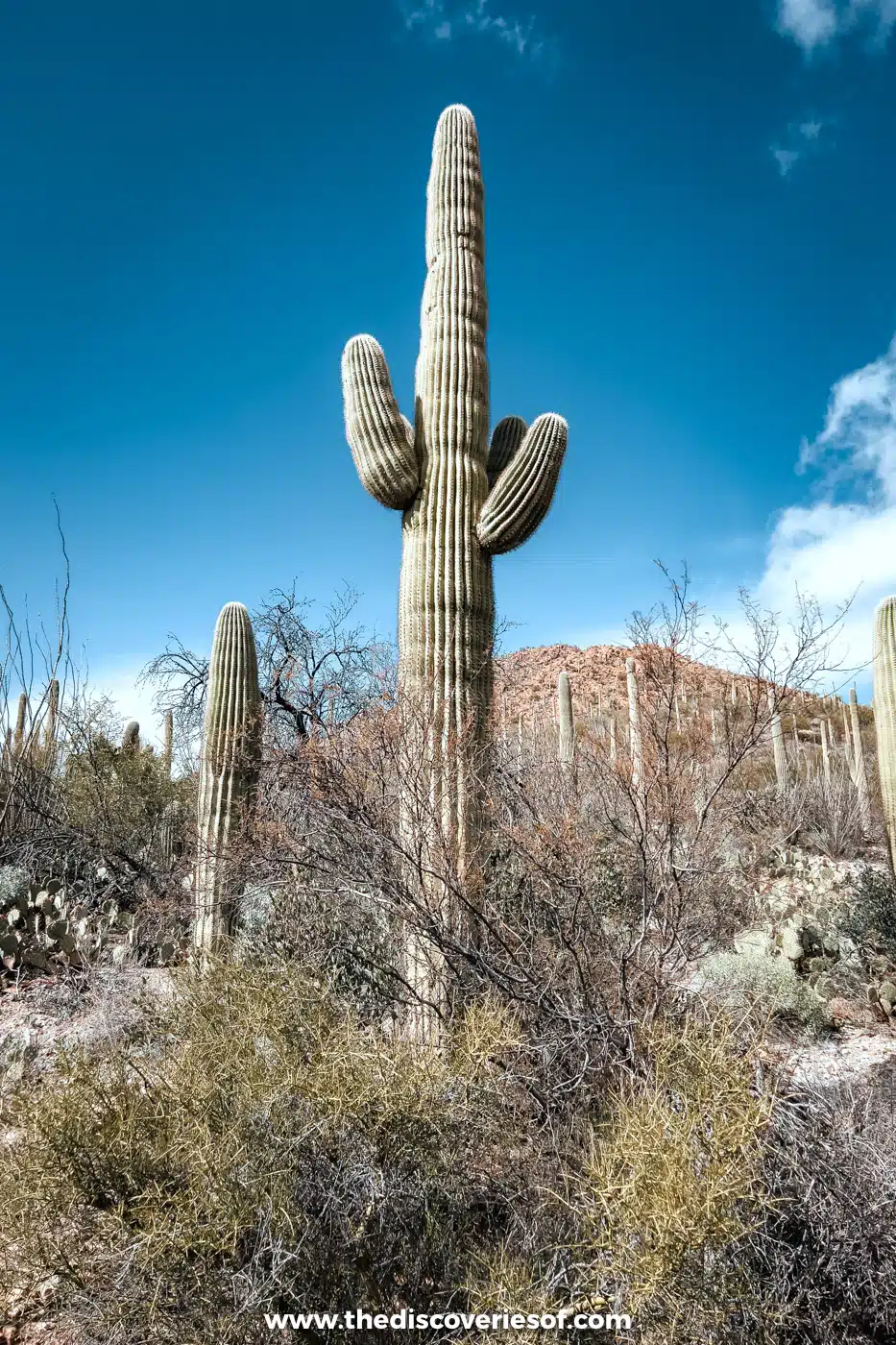 A single towering saguaro against a deep blue sky in Saguaro National Park West