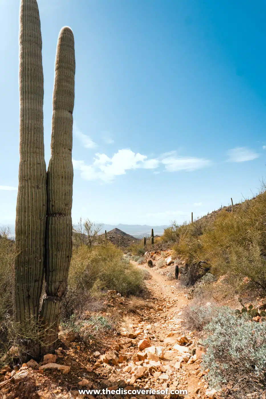 Tall saguaro cacti beside a rocky dirt trail in Saguaro National Park West, Tucson