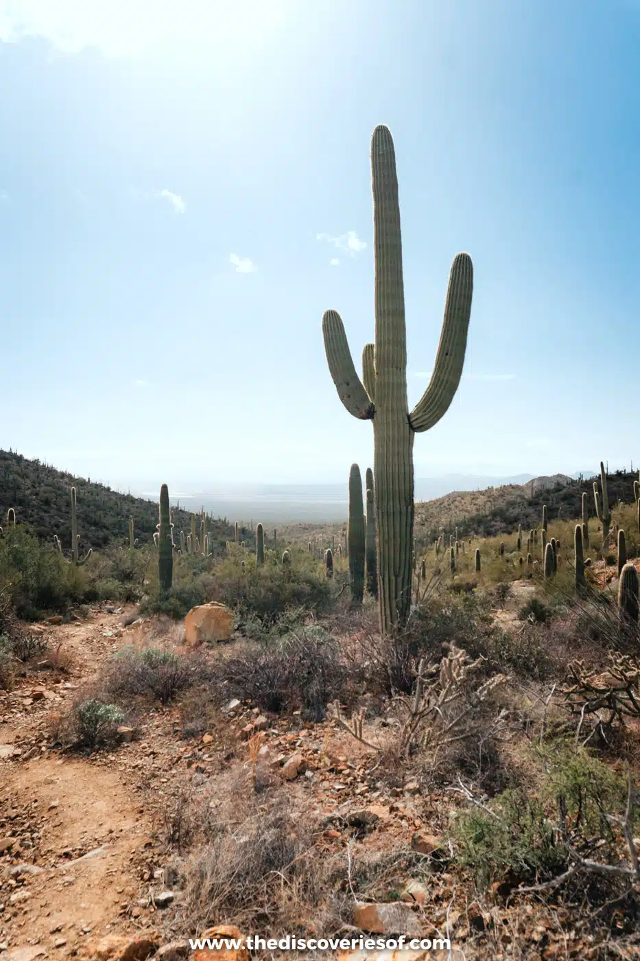 A tall saguaro cactus above desert scrub and a trail in Saguaro National Park West, Arizona
