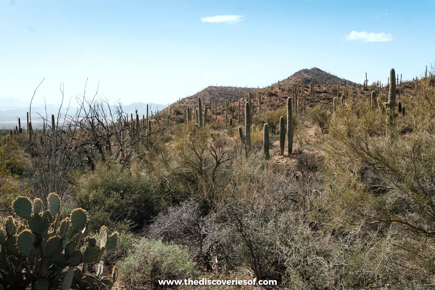 Saguaro cacti scattered across the hillsides of Saguaro National Park West, Tucson