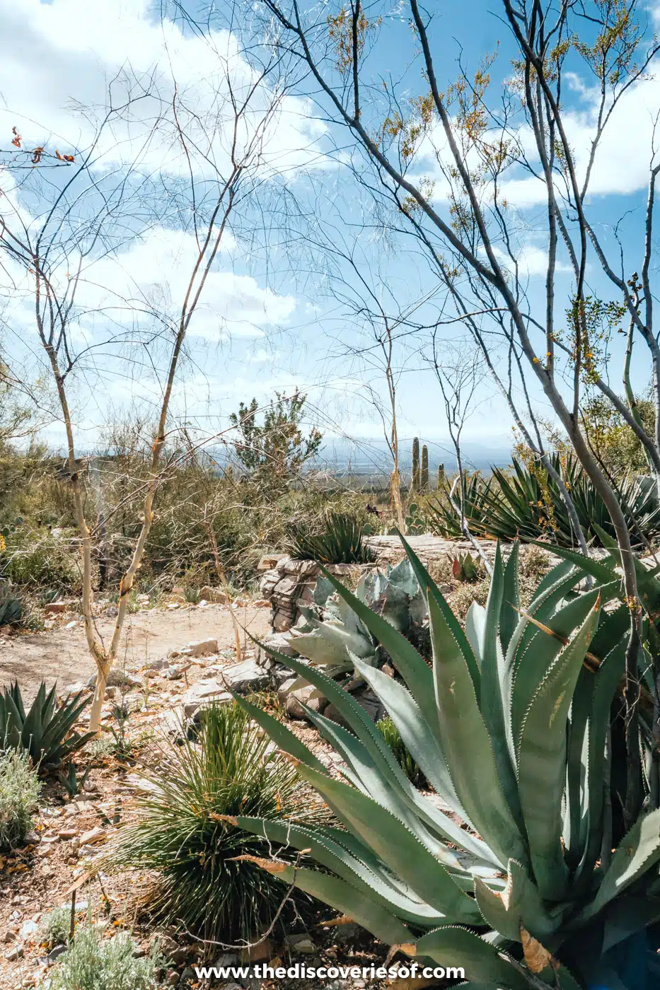 Spiky agave plants and slender desert trees beside a path at the Arizona-Sonora Desert Museum, Tucson