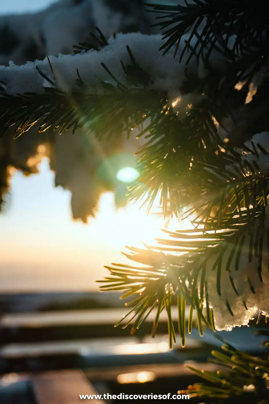 Low sun shining through snowy pine branches at the top of Sandia Peak above Albuquerque at sunset