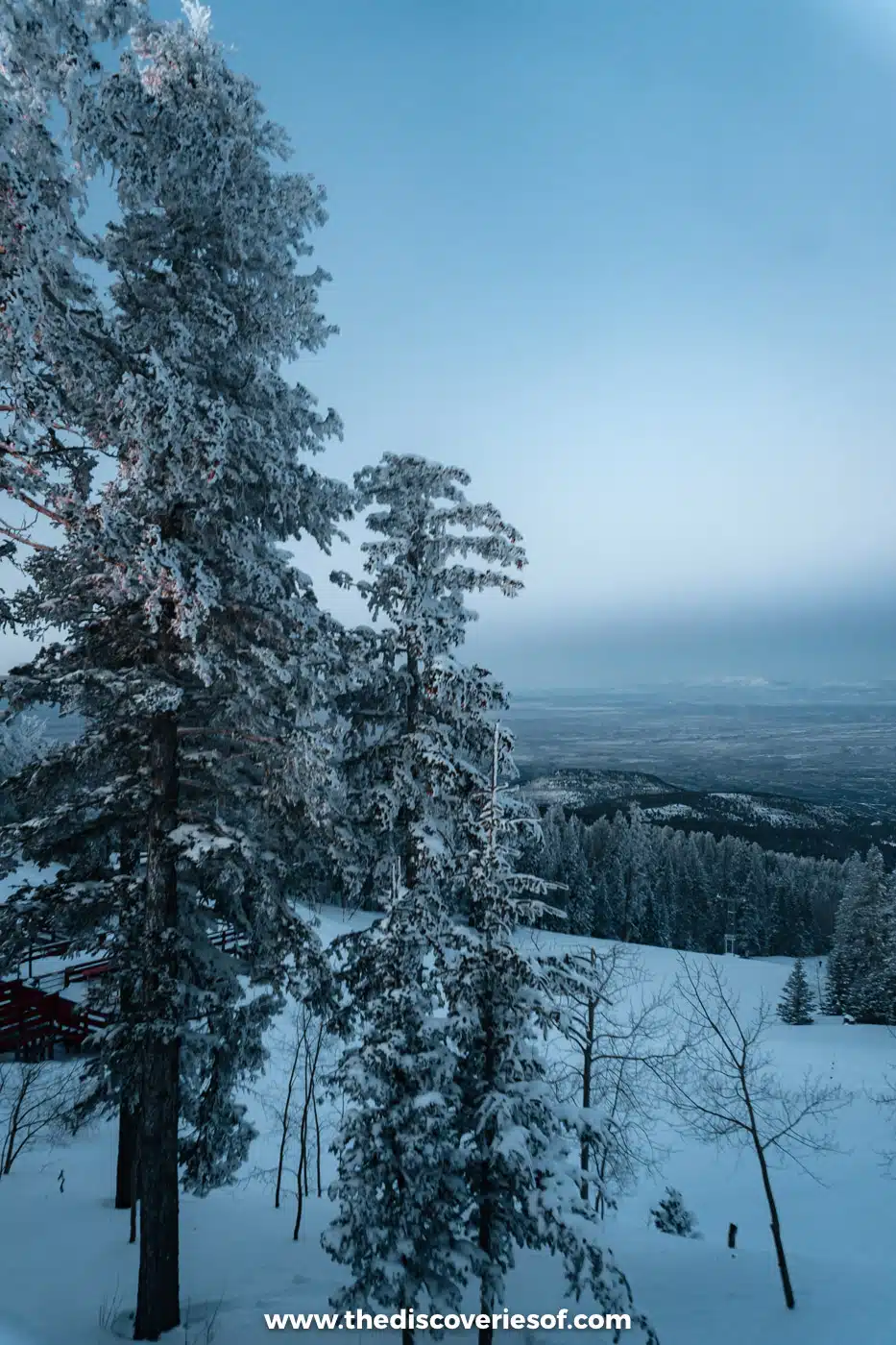 Tall fir trees heavy with snow on a slope at the top of Sandia Peak, plains in the distance